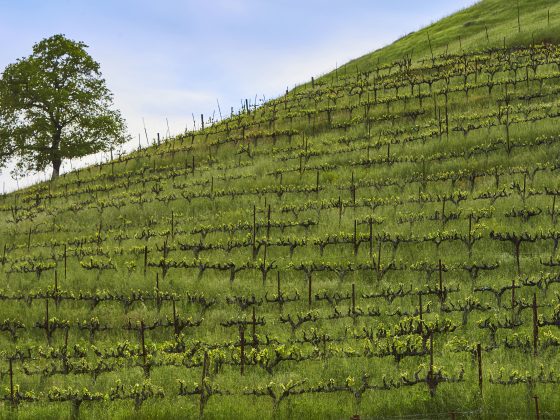 Hillside vineyard in the spring