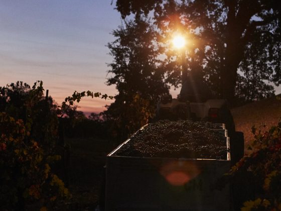 Bin of grapes in vineyard at dawn