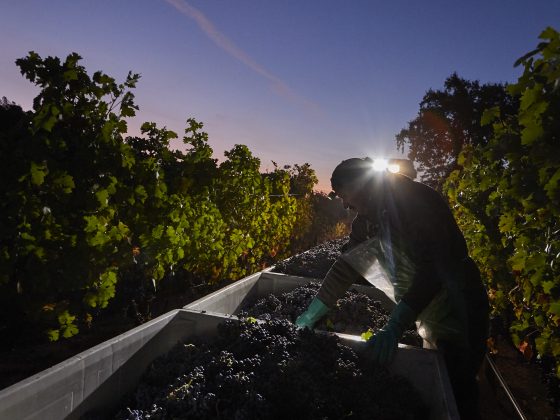 Man inspects grape bins in vineyard at dawn