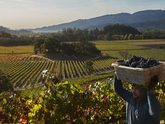 Man carrying grape bin over his head through vineyard