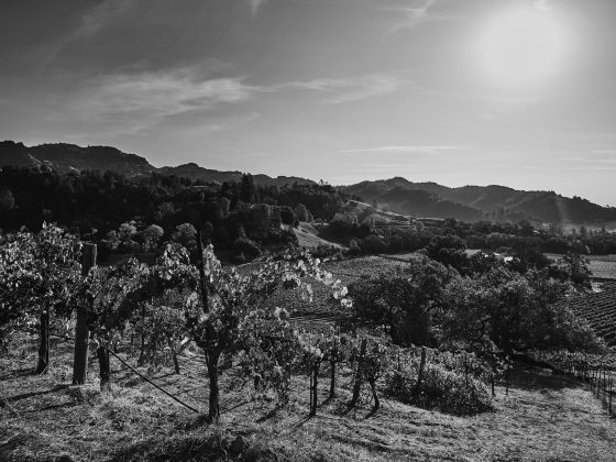 Hillside vineyard in the fall