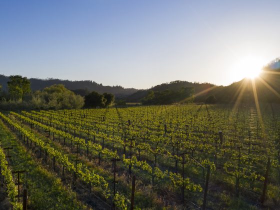 Sunset over the vineyard