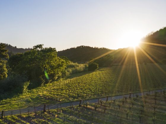 Sunrise over the vineyard