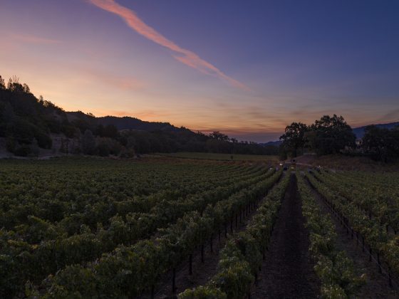 Dawn in the vineyard