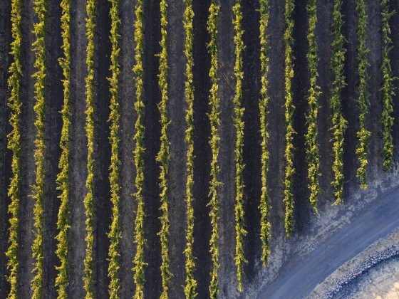 Bird's-eye view of vineyard rows