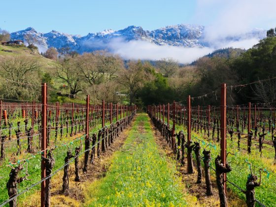 Vineyard rows against a foggy mountain backdrop