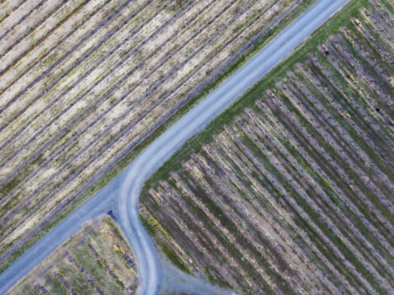Bird's-eye view of dirt roads between vineyard blocks