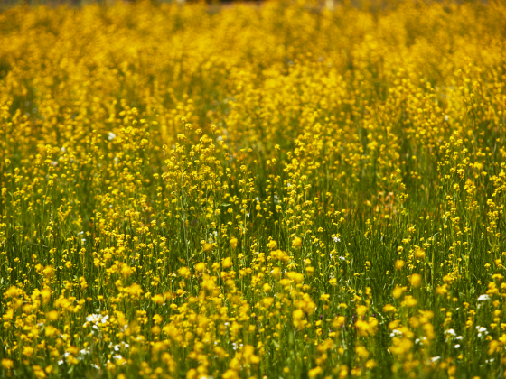 Yellow mustard seed field