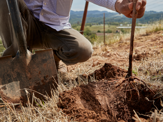 Person kneeling and planting rootstock