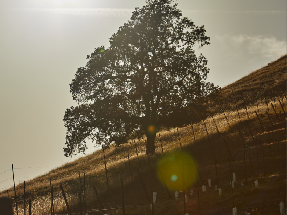Tree in hillside vineyard shadowed by afternoon sun